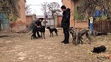 朋友酷爱猎犬，这两条小犁犬真漂亮，都说“十犁九快”欣赏下