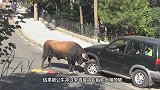 男子作死挑衅公牛，不料牛儿发飙，跟着跳下了水