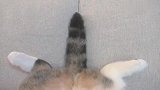 猫咪躺在沙发上悠闲地摇尾巴，喵星人的尾巴估计有它自己的想法