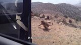 车里一声怒吼，狒狒被吓一大跳，转身开始狂骂