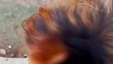 碰上个无赖不松手，这种情况可咋整