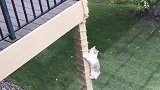 猫：铲屎官在家，我不敢走大门儿了！