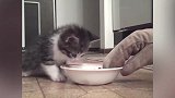 这碗里有什么好吃的呢看这猫咪望着的模样，真是可爱极了！