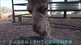 骆驼吃仙人掌是家常便饭，见过牛吃仙人掌没隔着屏幕看着都疼！