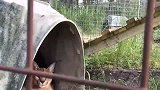 可爱狞猫，带天线的耳朵一甩一甩，你是在向母星发射信号吗？