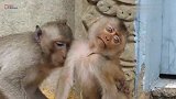 被抛弃的宠物猴跟野生猴在一起，短时间适应不了，注定命运很悲惨
