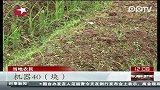 四川长宁县干旱持续 农民播种成本大幅提高