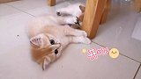 小猫精力无极限，围着家具玩半天，还不忘跟主人卖萌
