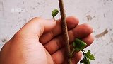 什么方法比较适合夏天嫁接使用？这种嫁接方法就是最好的选择