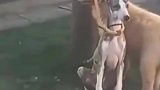 拯救不栓绳的狗，还是哥俩好啊！