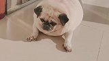 狗子：胖怎么了，还不是你养成这样的！