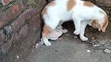 猫咪：姐儿，你平时孵宝宝是这样的么让我实习一下！