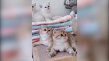 萌宠视频：猫咪的小幼崽们真的太可爱了，天生自带萌，血槽已空