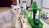 用流水素面机和乐高，给猫做一次自助餐！实现他的愿望！