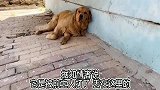 被主人打断腿并遗弃了的金毛犬“荔枝”如此单纯，依然满怀笑容！