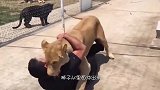 时隔八年再见恩人，狮子竟将恩人扑倒在地，把所有人都吓坏了！
