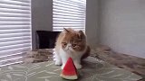 爱吃西瓜的小猫崽搞笑视频