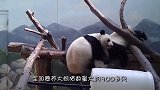 大熊猫吃完东西，用这种呆萌的眼神盯着你，你受得了吗？