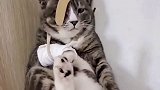 窝里横 喵星人