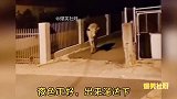 盘点全网那几位不干人事的人类，虽然我不是人，但你是真的狗