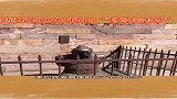跪了500年的雕像