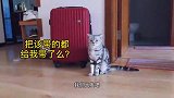 小公猫对小母猫一见倾心,小母猫骂骂咧咧不同意，它们能相爱么？