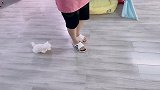 一个矮矮胖胖的跟屁虫