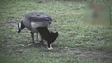 捕捉一只萌萌哒的猫咪，真是一只小可爱呢，都想抢回家了！