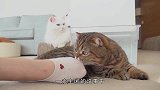 给猫咪做足部按摩会怎样？主人亲自测试，网友：太坏了