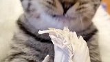 猫：给大家直播吃个鸡胸肉，来个双击啊！