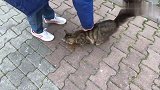 在停车场偶遇一只流浪猫，尾巴大颜值高，一撸就停不下来了