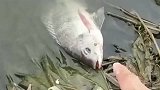 农村小伙在河边发现一条死鱼，放到水里后，我迷了！
