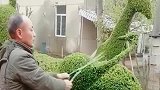 大爷真厉害，把树修成了这个样子，这样的技术真是个高手