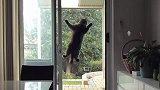 猫咪夜不归宿，下一秒的反应太逗了，猫快让我进去！