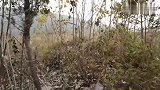 这种树叶可以，抗癌，清血管清自由基，小伙把制作方法分教给大家