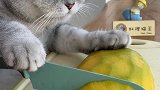 猫王：你们那都喝热饮了吗？ #会做饭的猫