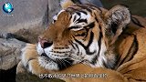 大兴安岭出现大型生物，体重达1吨比犀牛还要高，却害怕遇到狼群