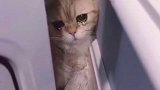猫也有悲伤到哭的时候,你凭什么要我笑