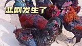双全难敌四手，悲剧发生了