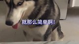 别跟哈士奇太较真！否则自己会变傻的