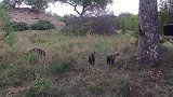 两只小鬣狗被吓唬，迅速拔腿跑回洞里