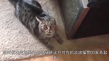 远远看见一只流浪猫，走近看清这猫的长相后，网友忍不住笑喷了