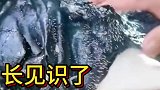给猪头脱毛，长见识了
