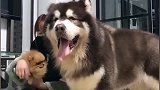 巨型阿拉斯加犬的脚比女主人的腿还粗，这一天得吃多少狗粮啊