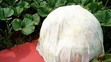农民种出巨型南瓜，果实厚度巴掌宽