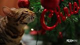 想过一个安静温馨的圣诞节？猫主子第一个不答应！