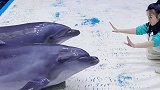 抖到蓬莱八仙过海 海豚宝宝 来吧 展示