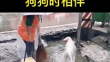 主人谋生活，狗狗时相伴