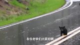 野生动物不小心闯入人类领地，动物与人相遇，会发生怎样的事情！