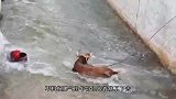 猩猩误入士兵营，没想到遭到一顿挑衅，猩猩当场发怒